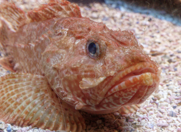 Scorpaena elongata (Elongata İskorpiti)