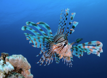 Pterois miles fotoğrafı 1