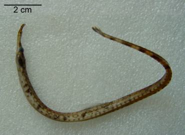 Syngnathus phlegon
