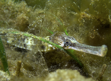 Syngnathus acus