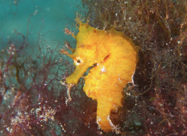 Hippocampus hippocampus