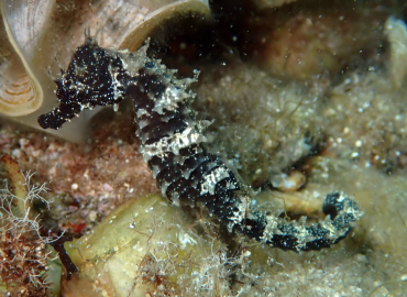 Hippocampus guttulatus