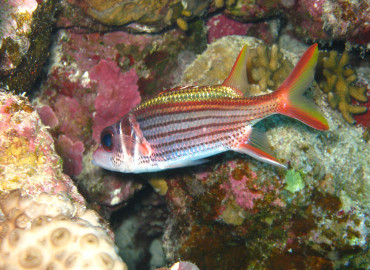 Sargocentron rubrum