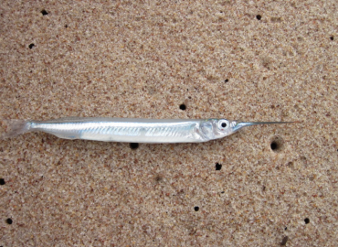 Hyporhamphus picarti