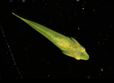 Opeatogenys gracilis