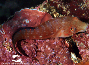 Lepadogaster candolii