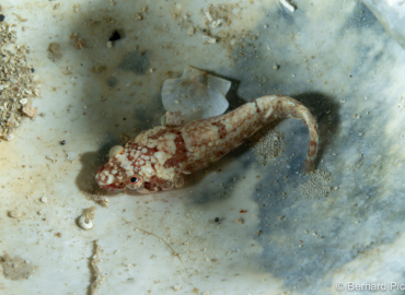 Diplecogaster bimaculata