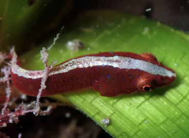 Apletodon incognitus