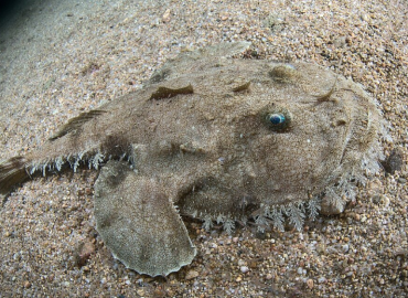 Lophius budegassa