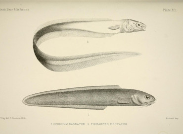 Echiodon dentatus