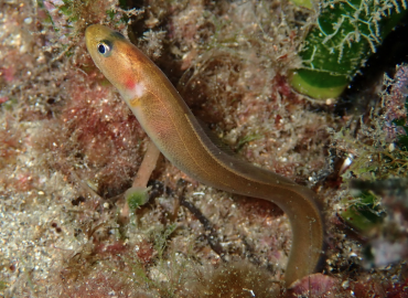 Parophidion vassali