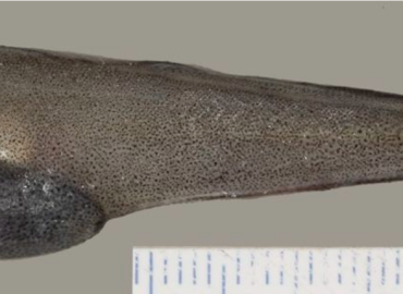 Benthocometes robustus