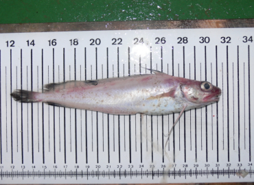 Phycis blennoides Phycis blennoides