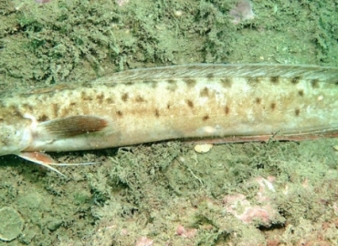 Gaidropsarus vulgaris