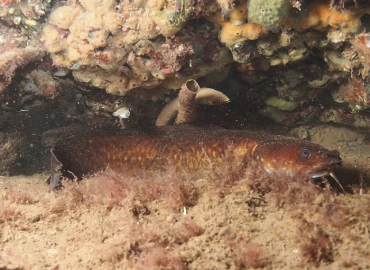 Gaidropsarus mediterraneus