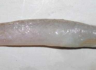 Gaidropsarus biscayensis