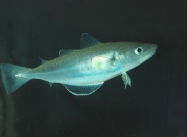 Merlangius merlangus fotoğrafı 1