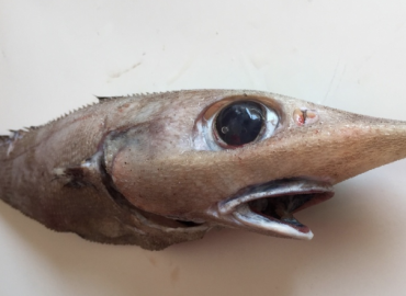 Trachyrincus scabrus