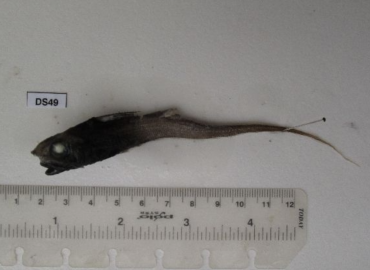 Nezumia sclerorhynchus