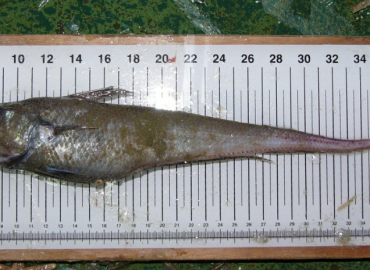 Coelorinchus caelorhincus