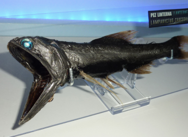 Lampanyctus crocodilus