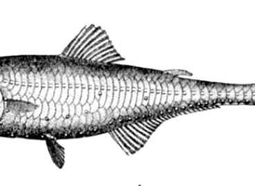 Gonichthys cocco