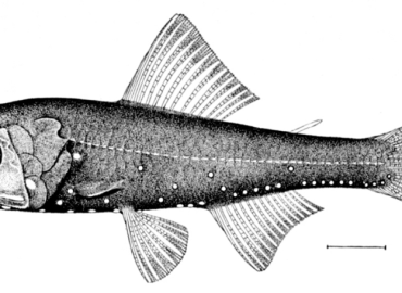 Diaphus metopoclampus