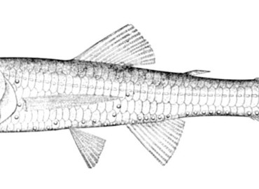Ceratoscopelus maderensis