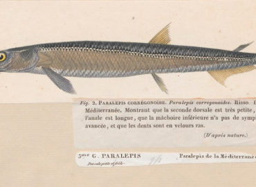 Lestidiops sphyrenoides