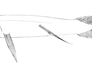 Bathophilus nigerrimus