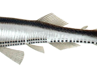 Vinciguerria attenuata