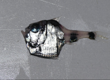 Argyropelecus hemigymnus