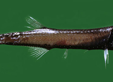 Gonostoma denudatum