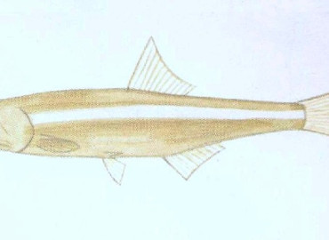 Stolephorus insularis