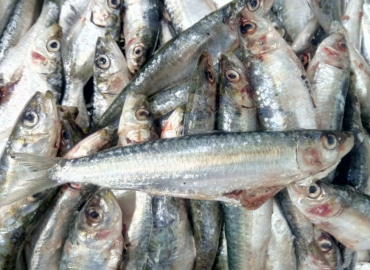 Sardina pilchardus