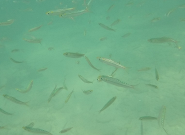 Herklotsichthys punctatus