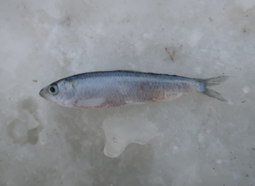 Clupeonella cultriventris