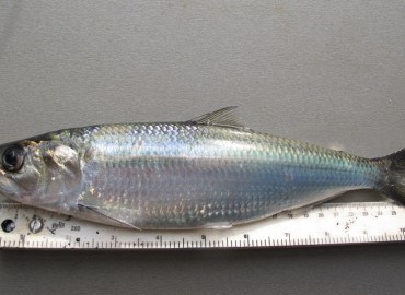 Alosa maeotica