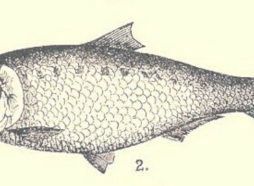 Alosa caspia