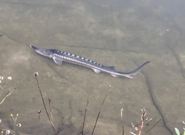 Acipenser stellatus