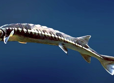 Acipenser nudiventris