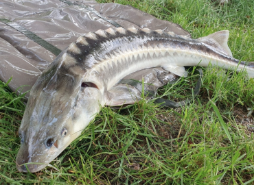 Acipenser gueldenstaedtii