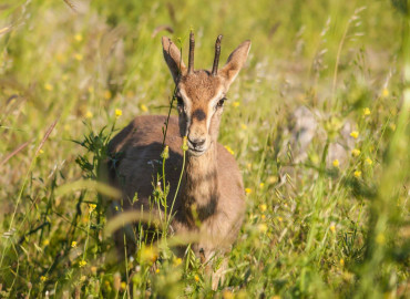 Gazella gazella Gazella gazella