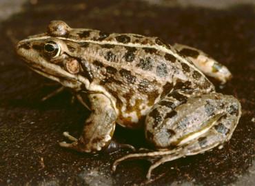 Pelophylax caralitanus
