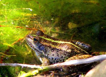 Pelophylax bedriagae