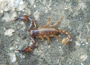 Euscorpius aladaglarensis