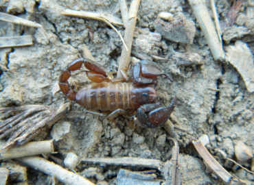 Euscorpius hakani