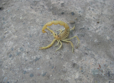 Buthacus tadmorensis