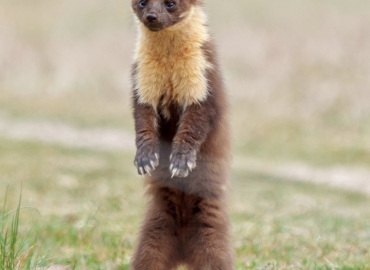 Mustelidae