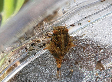 Furcatergalia Furcatergalia